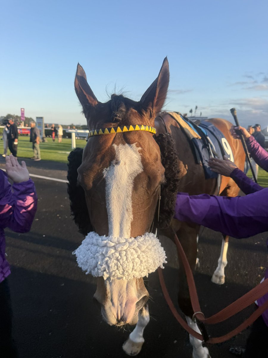 Matt Chapman (@mcyeeehaaa) on Twitter photo King’s Lynn <a href="/AndrewBalding2/">Andrew Balding</a>. 50 races up and this horse is an absolute legend. Group 2 Temple winner <a href="/haydockraces/">Haydock Park Races</a>. Just ran his heart out <a href="/NewcastleRaces/">Newcastle Racecourse</a> <a href="/itvracing/">ITV Racing</a> 💜🏇 Yeeehaaa! King’s Lynn <a href="/AndrewBalding2/">Andrew Balding</a>. 50 races up and this horse is an absolute legend. Group 2 Temple winner <a href="/haydockraces/">Haydock Park Races</a>. Just ran his heart out <a href="/NewcastleRaces/">Newcastle Racecourse</a> <a href="/itvracing/">ITV Racing</a> 💜🏇 Yeeehaaa!
