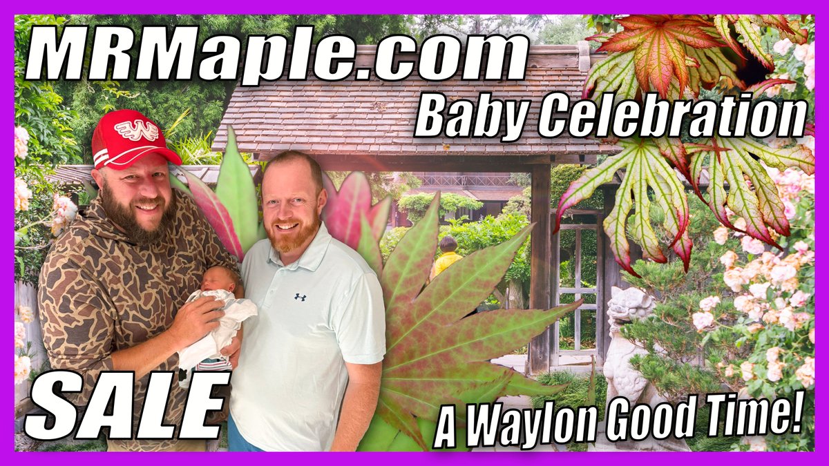 Join us tomorrow Live for MrMaple.com Baby Celebration Sale Plant Giveaway! 🍁🔥🔥🔥🔥