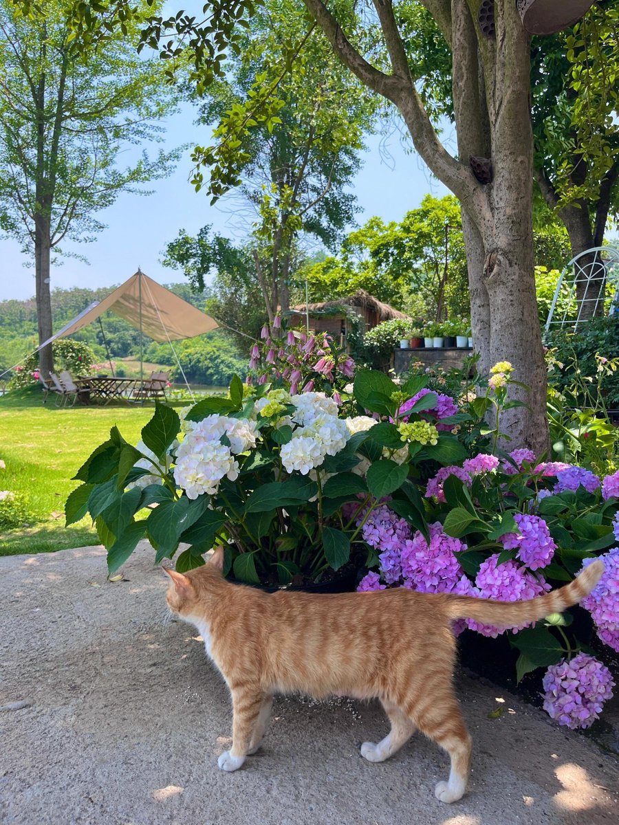 小さな猫ちゃんは心配事がなく、花も満開ですね。