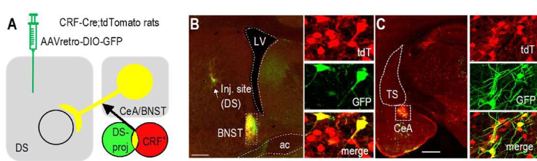 WangLabTAMHSC's tweet photo. Pleased to share our new paper in eLife, "Alcohol Attenuates CRF-Induced Excitatory Effects from the Extended Amygdala to Dorsostriatal Cholinergic Interneurons." This paper shows that CRF enhances striatal CIN activity via CRFR1, and that this effect is disrupted by alcohol. https://t.co/mk3d2kcsqi