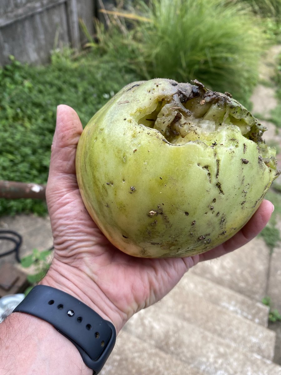 AAAARGH!!! something went through the garden and destroyed the best tomatoes and a bunch of peppers. The garden this year has been an exercise in frustration