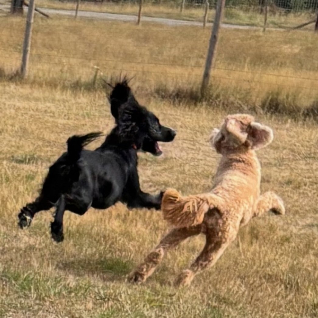 bosworth_alison's tweet photo. 🐾 I think it's a fair assumption to say our little black cocker enjoys her pack walks quite a lot, just a hunch 🐾
#cockerspaniel
#doglove
#packwalks https://t.co/qndiw3wYqB
