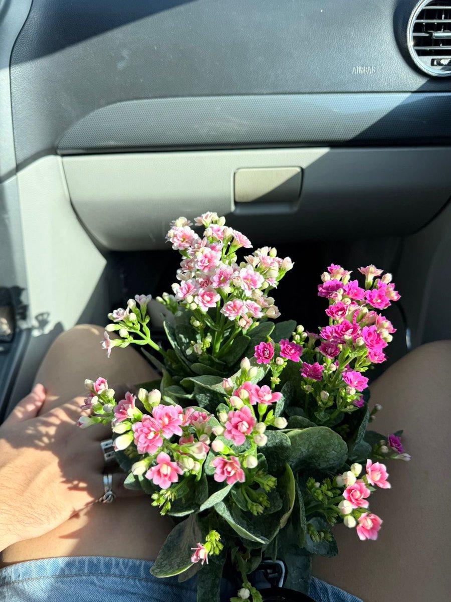 bNjT1403's tweet photo. te mereces todas las flores del mundo https://t.co/Q10UabNza2