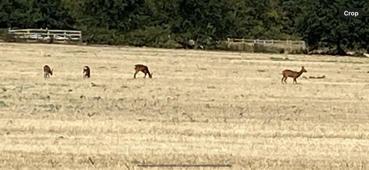 katiecakey123's tweet photo. Long run done ✔️ had to drag myself out as I was in a bit of a grump, but despite the dull and cooler weather it turned out to be an ok run. Lovely to see the deer in the field living their best life #runninggirl #justkeeprunning #LSR #longrunday #thursdaymotivation https://t.co/q82jXpy0sS