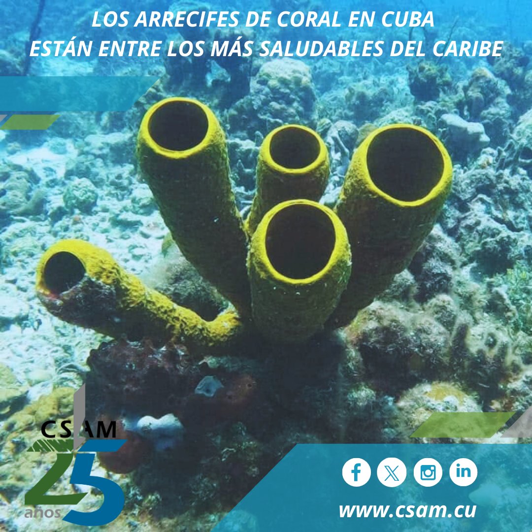 ✅🇨🇺Sabías que…⁉️

💁🏻Los #arrecifes de coral en #Cuba son considerados algunos de los más saludables del Caribe, gracias a las políticas de conservación y a un enfoque en el turismo sostenible🪸🐚.
.
.
.
#curiosidades #biodiversidad #Cumplimos25 #CSAM #AMACuba #CitmaCuba