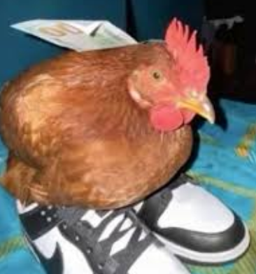 mrhmud47's tweet photo. flightless bird my ass, this mf fly as hell https://t.co/1KzdxUujrg