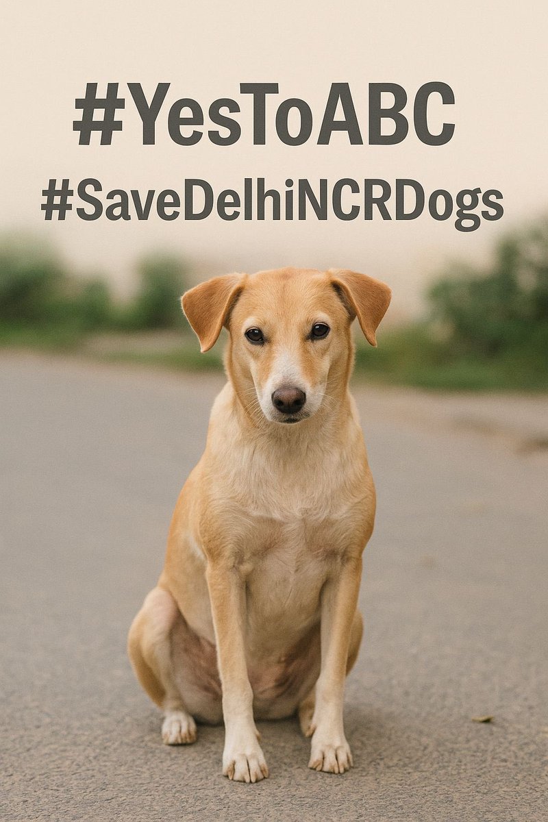 rinki143's tweet photo. #SaveDelhiDogs #SaveDelhiDogs2025 #AnimalCruelty #SaveDelhiNcrDogs #SaveDelhiNCRDogs #Savedelhincrdogs #savedelhincrdogs #NoDogNoVote #NoDogsNoVote #एस्तोएब्स
#save4legkids

🙏🙏 ॐ साईं राम 🙏🙏
हमारे इन चार पाँव वाले बच्चों की रक्षा करना।
इनको इनका अधिकार, फ्रीडम सब मिले मेरे साईं 🙏

Everyone please tweet as much your voice go to Supreme Court and government