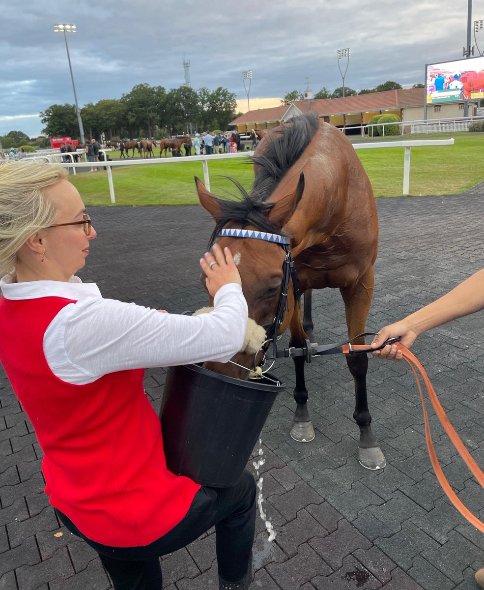 Aspire To Glory getting a well deserved slurp after landing his sixth win for the <a href="/CRCofficial/">Coral Racing Club</a> at Chelmsford tonight 🏇🏼🥇

He has been an absolute legend for the club and a revelation since the turn of the year. Delighted for his 10 lucky owners.

<a href="/ahaynesracing/">Alice Haynes Racing</a> <a href="/ONaillers2010/">Kieran O Neill</a> 👏🏼