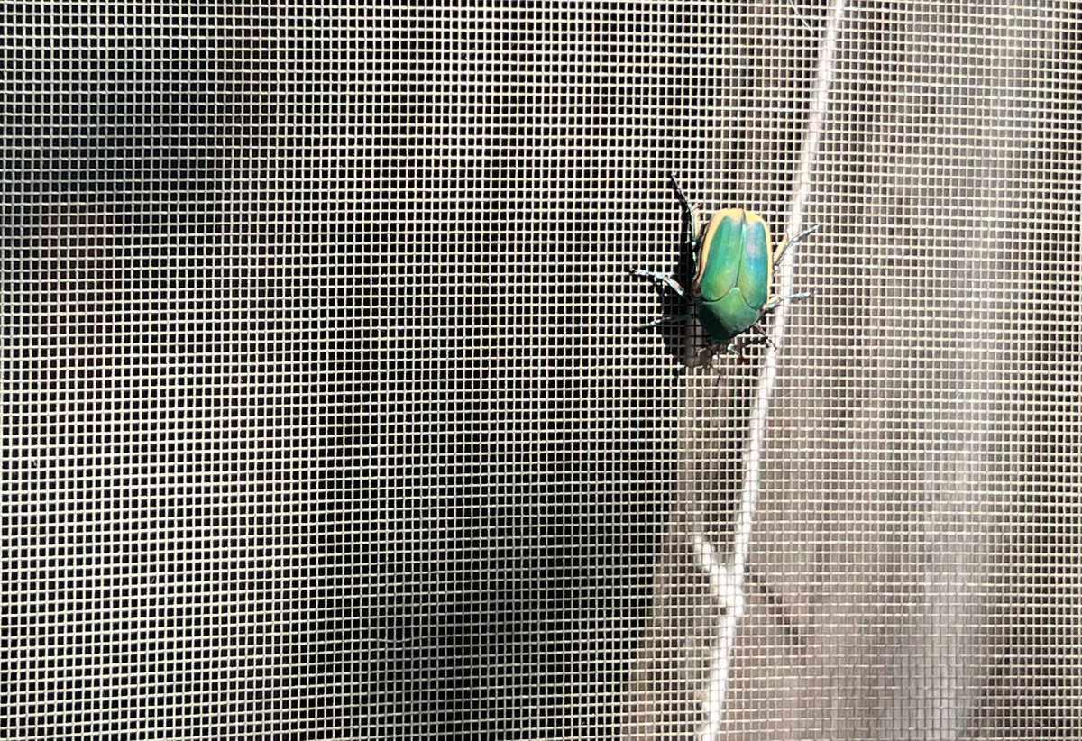 These are very pretty but I don’t like them because they try flying in my face