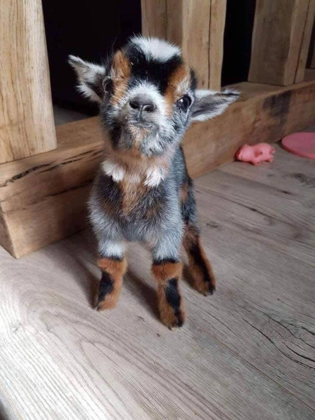 TweeetsOfDogs's tweet photo. Hello world , i’m 13 minutes old https://t.co/yvCY98yikn