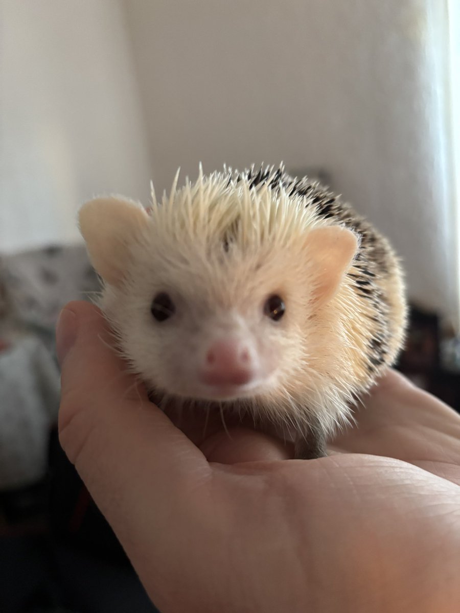 Handful of Snowy Hedgehog 🦔 ❤️