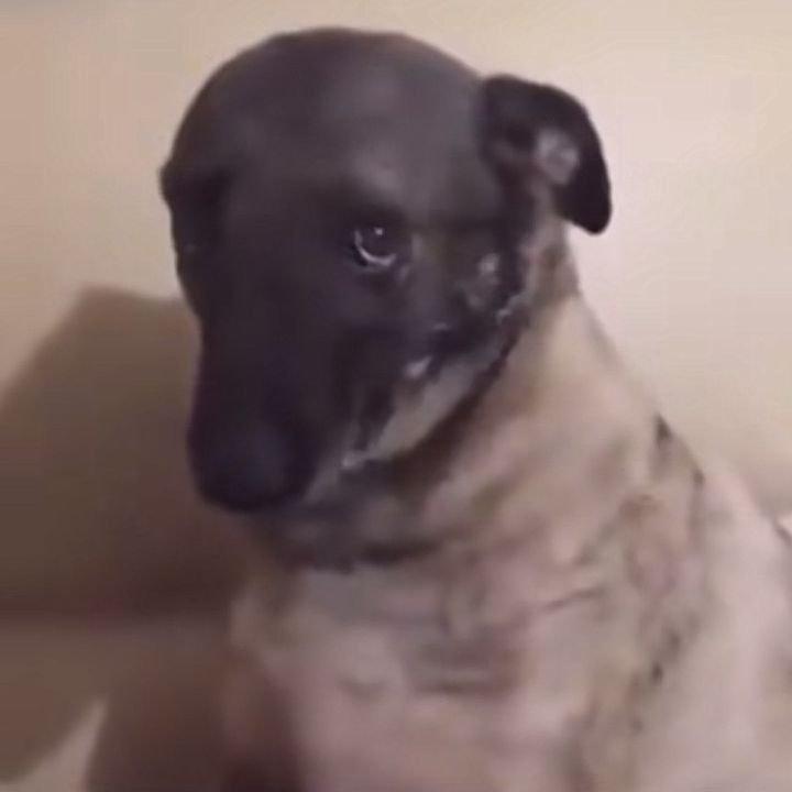 benim hollanda pasaport kontroldeki görevli adama sewimle discordda tanıştığımızı anlatırkenki mahcubiyet