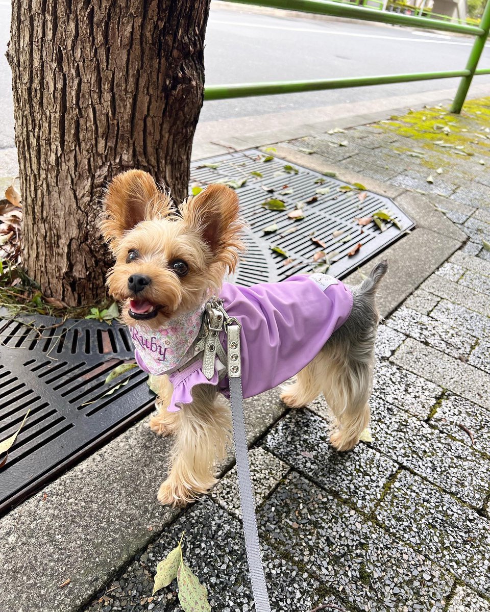 YorkieShoutOuts's tweet photo. ➡️REPOST/SHOUTOUT⁠
⁠
🐾⁠
DM for 📷 Photo credit or removal ⁠(All rights are reserved &amp; belongs to their respective owners)⁠
⁠
❤️Follow Us if you love Yorkies!❤️⁠#yorkieshoutouts ( #📷 @ruby_210606 ) https://t.co/H4JEkMyKbw