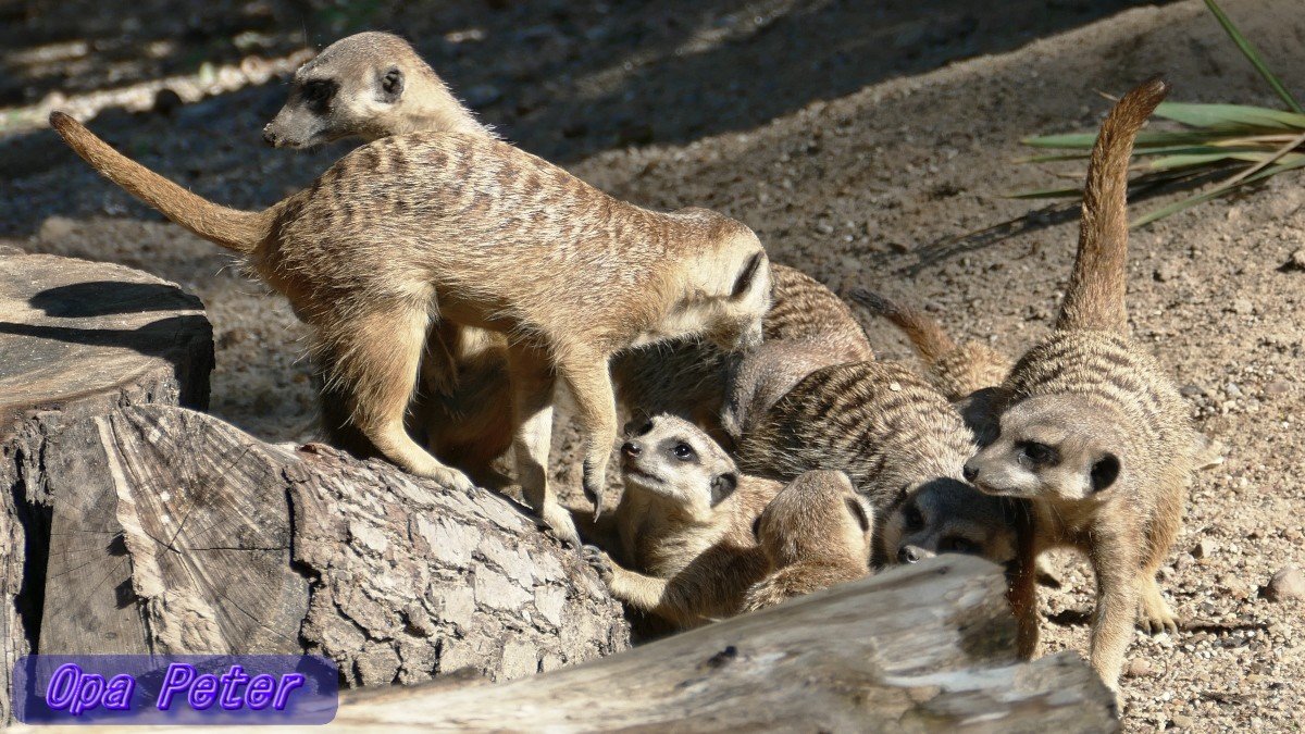 Guten Morgen allerseits!
Habt einen schönen Freutag! ☀️🍀💖

➡️In Bayern,🤷‍♂️, meldeten nächtens Bewohner eines Mehrfamilienhauses der Polizei Störung durch unaufhörliches Klingeln. Der Täter – eine Nacktschnecke.

Auf geht's, Früh-Runde mit🐕‍🦺Aimy.
#Briesen(Mark) #Oderland