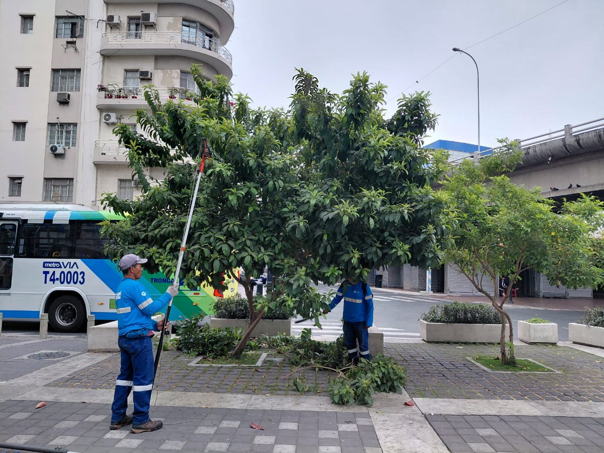 parquesgye's tweet photo. ✅ Realizamos poda, limpieza y desalojo en el Parque Olmedo, ubicado entre las calles Olmedo y Eloy Alfaro. Nuestro compromiso: mantener espacios públicos seguros y limpios para todos. 🌳 #CiudadDetodos #Guayaquil #ParquesEP @alcaldiagye @aquilesalvarez https://t.co/GSb7AqWs0B