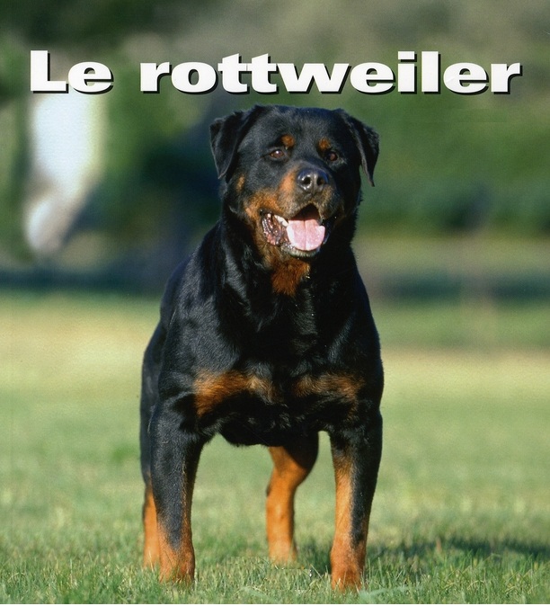 PietonB's tweet photo. Lorient
Femme hospitalisée après avoir été cruellement mordue par un chien en plein centre-ville
https://t.co/Ly8sS1ZMQL

Bayonne
DANGER  PERMANENT

Des hordes de chiens dangereux errent dans la ville

Le MAIRE est INCAPABLE de faire respecter son règlement canin

#BayonneMaVille https://t.co/AyxomORwL8
