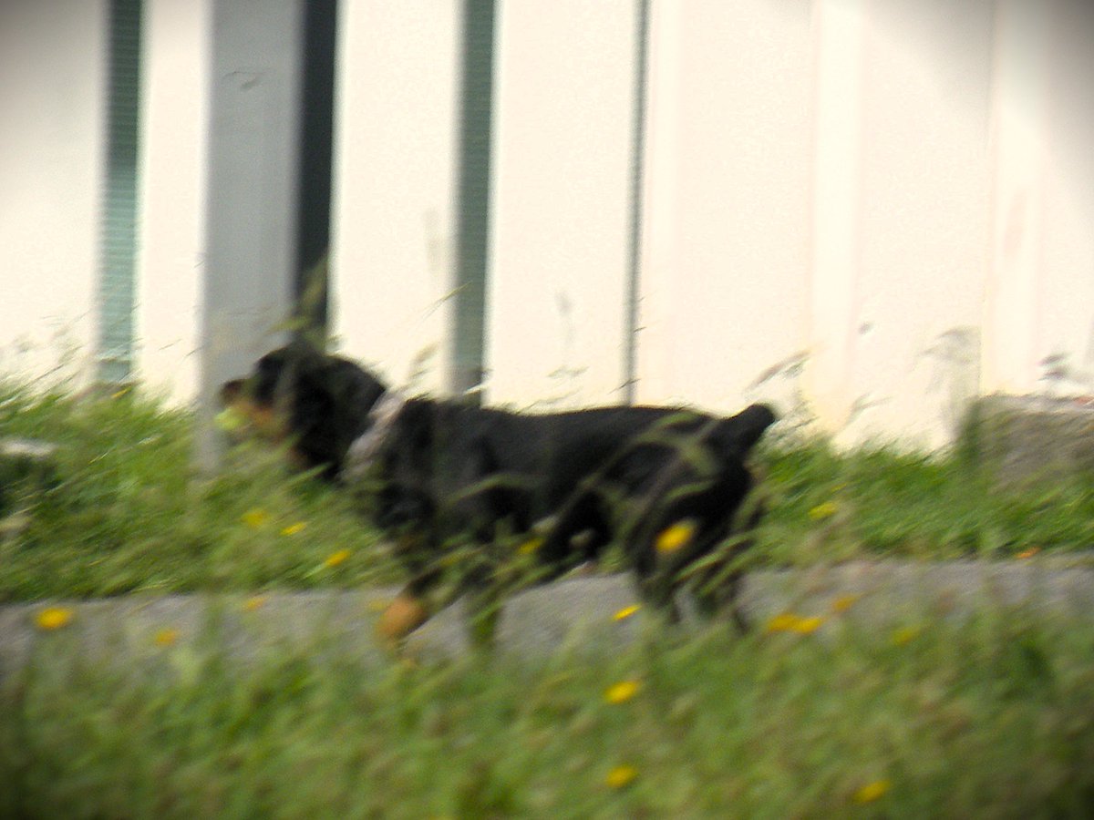 PietonB's tweet photo. Lorient
Femme hospitalisée après avoir été cruellement mordue par un chien en plein centre-ville
https://t.co/Ly8sS1ZMQL

Bayonne
DANGER  PERMANENT

Des hordes de chiens dangereux errent dans la ville

Le MAIRE est INCAPABLE de faire respecter son règlement canin

#BayonneMaVille https://t.co/AyxomORwL8