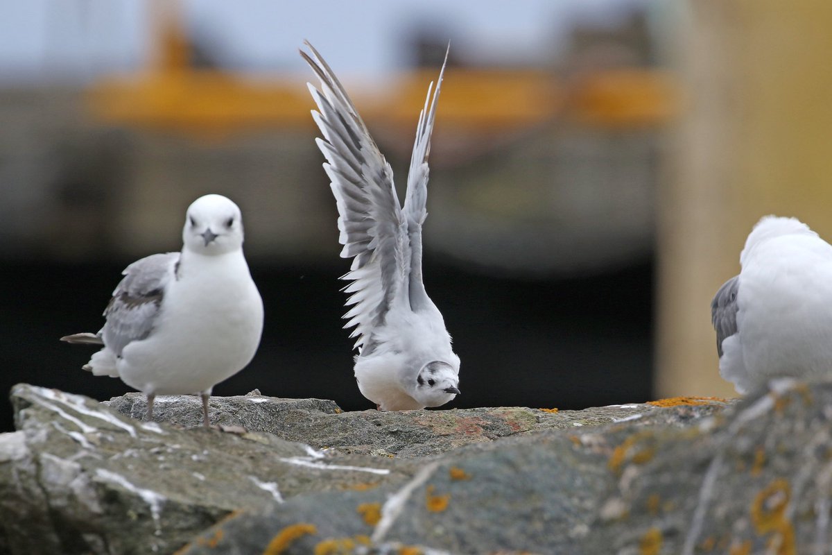 A few good local birds turned up on Yell in the last few days. A very juvenile Stonechat, 2 Greenshank and today I found this 2cy Little Gull well into its moult to 2nd winter plumage.