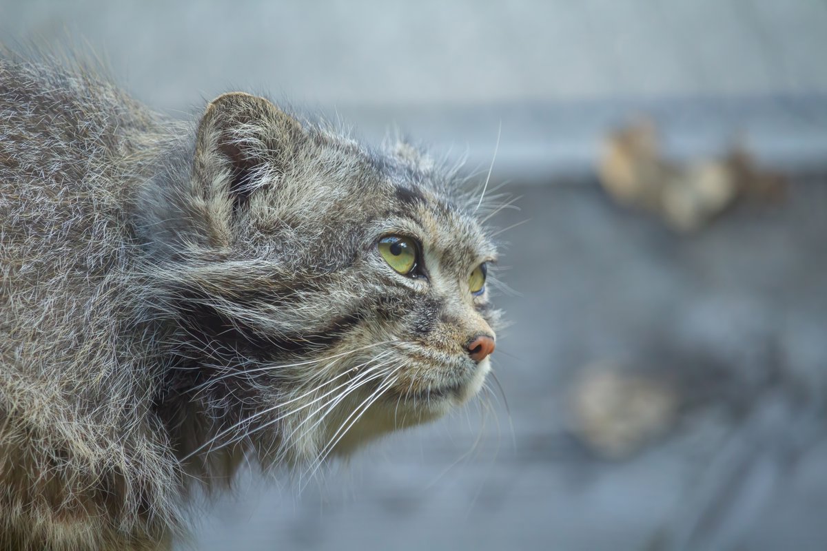 Manul. Die vollendete Wildkatze.