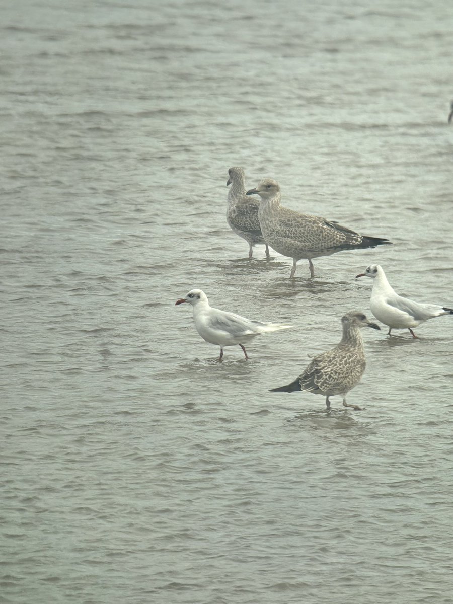 Tom Parkinson tweet media