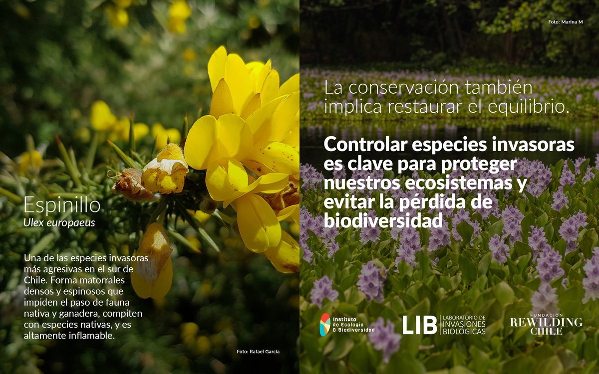 Fundación Rewilding Chile tweet media