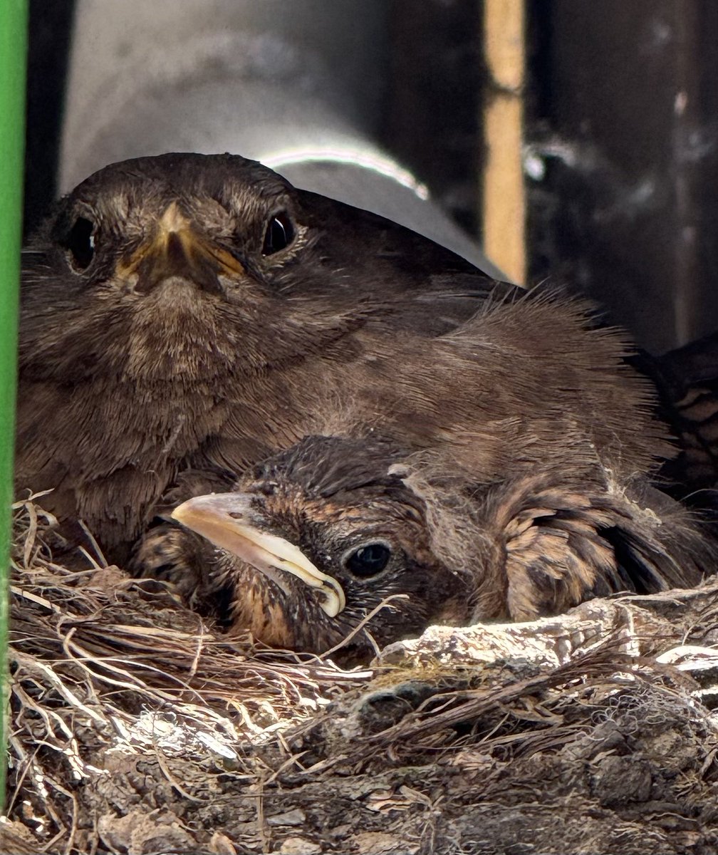 3rd nest and the rest of the eggs didn’t hatch so just this little one survived
🦅