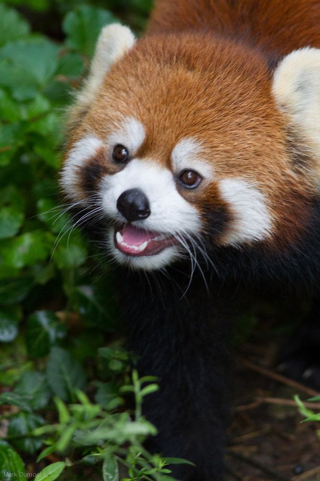 Red Panda Every Hour! tweet media