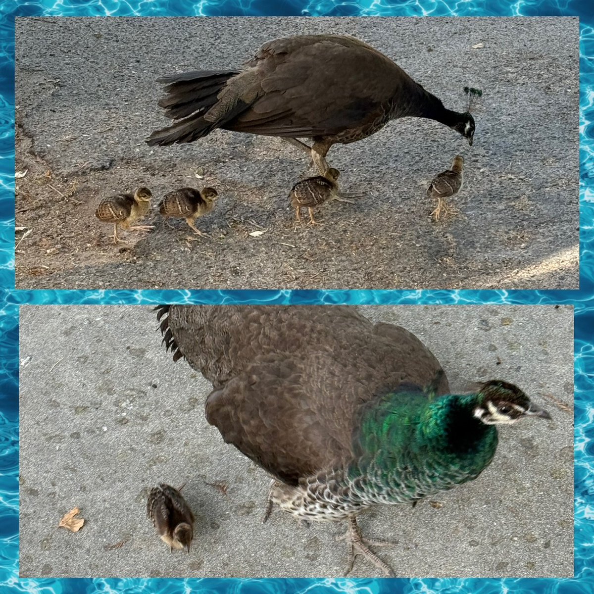 Kern County Probation Department (@kernprobation) on Twitter photo Camp Erwin Owen has lots of new babies running around. Wildlife at CEO is such a great experience for the youth. Some youth have never had the opportunity to see such beautiful creatures. Camp Erwin Owen has lots of new babies running around. Wildlife at CEO is such a great experience for the youth. Some youth have never had the opportunity to see such beautiful creatures.