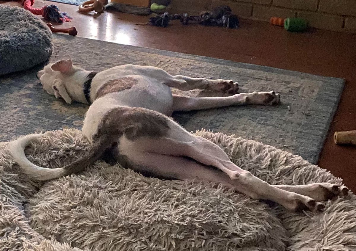 GaltxOrg's tweet photo. Mack is a one-year-old mix of 9 fun breeds all in one. He is seeking a forever home without cats. Read more about him: https://t.co/7H85LqAdR0
#GreyhoundMix #AdoptableDogs https://t.co/ko90STUJcb