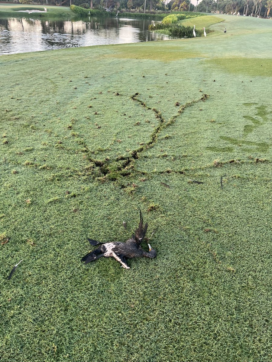 First for me, 2 birds with 1 lightning strike. RIP amigo Pajaro