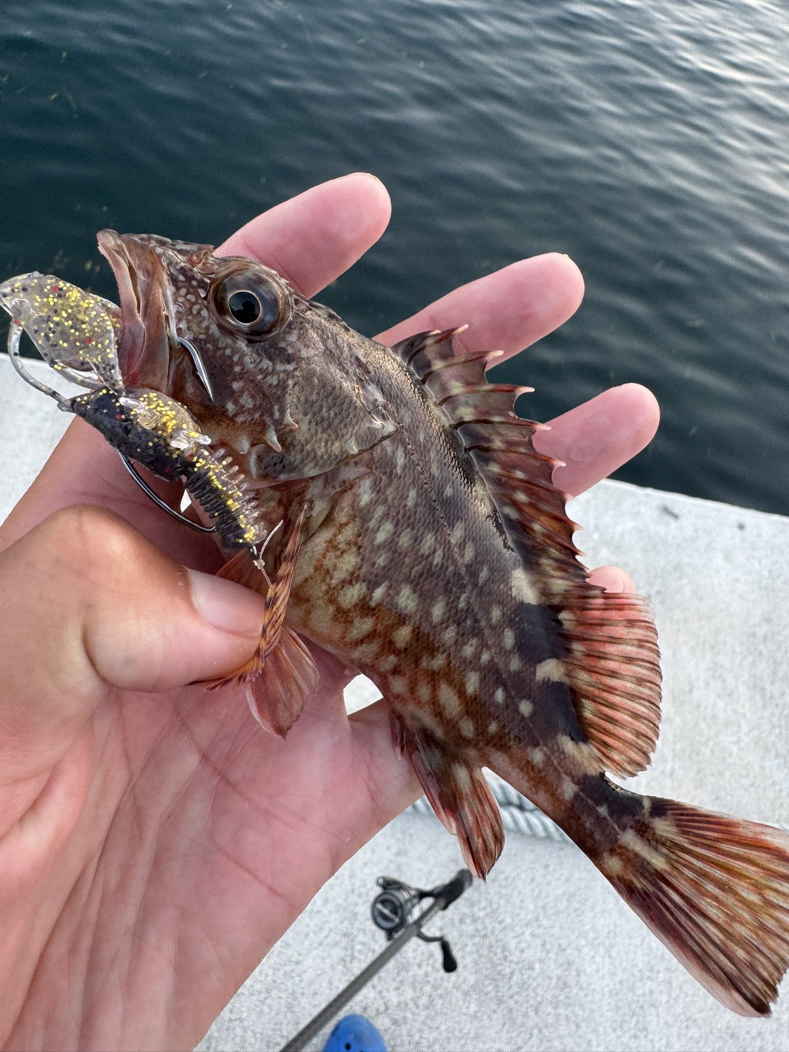 🐟️フィッシングガイド勝栄丸🎣🚢 on X: 