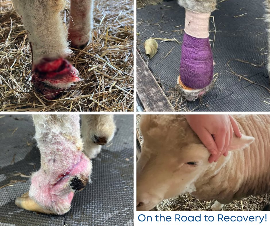 Tier1VetMed's tweet photo. Caring for Alaska’s animals truly takes a village.
Alice the sheep was injured and taken to our hospital, before our colleagues at Arctic Equine &amp; Livestock Veterinary Hospital continued treatment.

A month later, we're told Alice is back to grazing on Lazy Mountain 💙 https://t.co/47BZn6vyCH