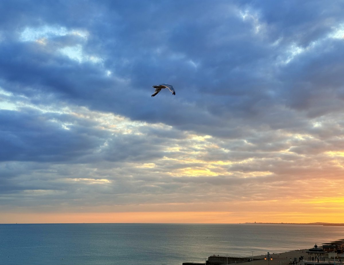 #UsualSeagull checking out the #Brighton sunset.