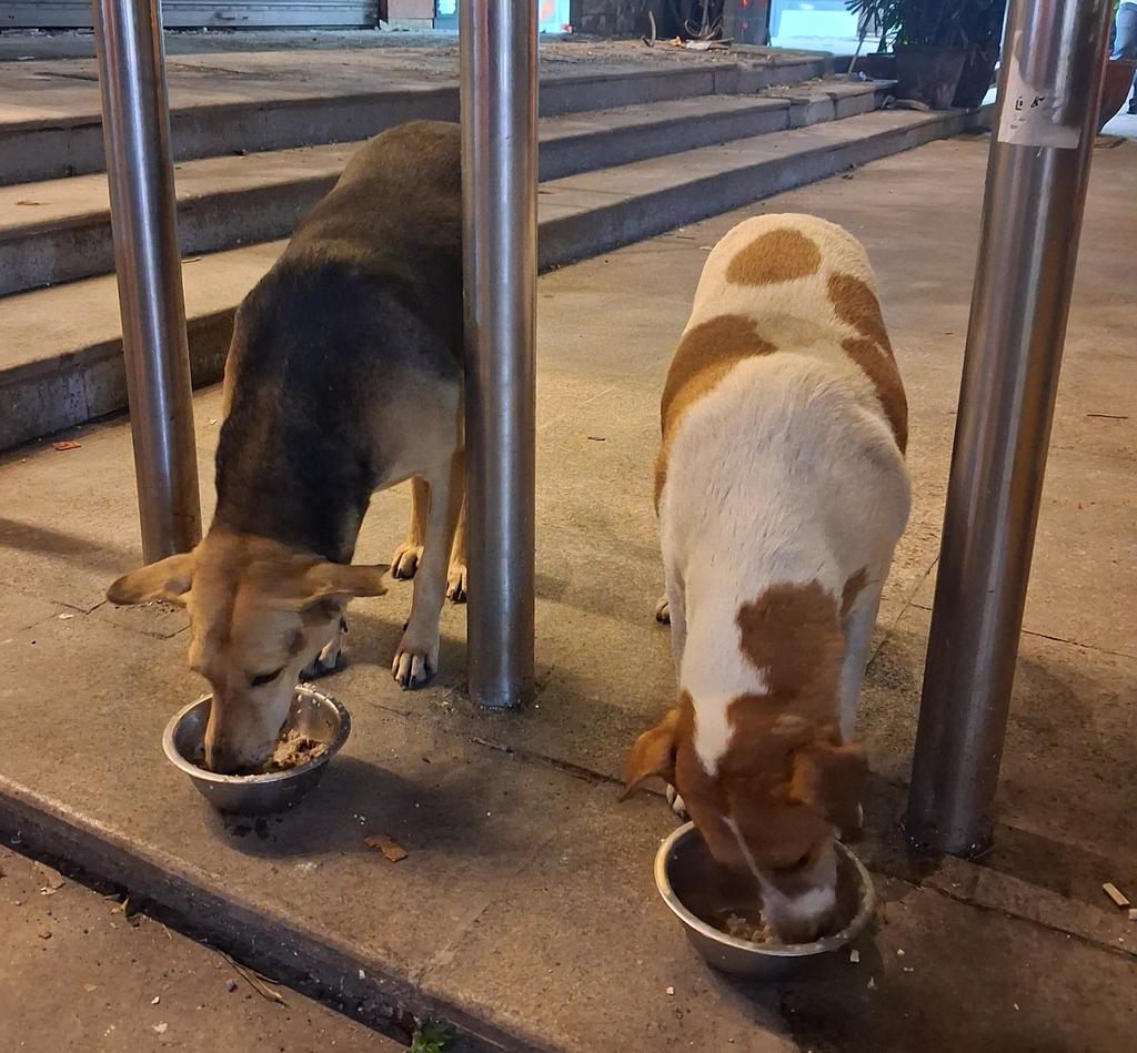 Pallavi U Dar (@darpallavi) on Twitter photo 'Stray' isn't their identity, it's ours. For straying away from compassion.
We need to start seeing them as what they are - loyal and loving sentient beings.
<a href="/indSupremeCourt/">Supreme Court of India</a> <a href="/MCD_Delhi/">Municipal Corporation of Delhi</a> <a href="/gupta_rekha/">Rekha Gupta</a> <a href="/BJP4India/">BJP</a> <a href="/BJP4Delhi/">BJP Delhi</a> <a href="/narendramodi/">Narendra Modi</a>
#SaveDelhiNCRDogs
#savedelhincrdogs2025 'Stray' isn't their identity, it's ours. For straying away from compassion.
We need to start seeing them as what they are - loyal and loving sentient beings.
<a href="/indSupremeCourt/">Supreme Court of India</a> <a href="/MCD_Delhi/">Municipal Corporation of Delhi</a> <a href="/gupta_rekha/">Rekha Gupta</a> <a href="/BJP4India/">BJP</a> <a href="/BJP4Delhi/">BJP Delhi</a> <a href="/narendramodi/">Narendra Modi</a>
#SaveDelhiNCRDogs
#savedelhincrdogs2025