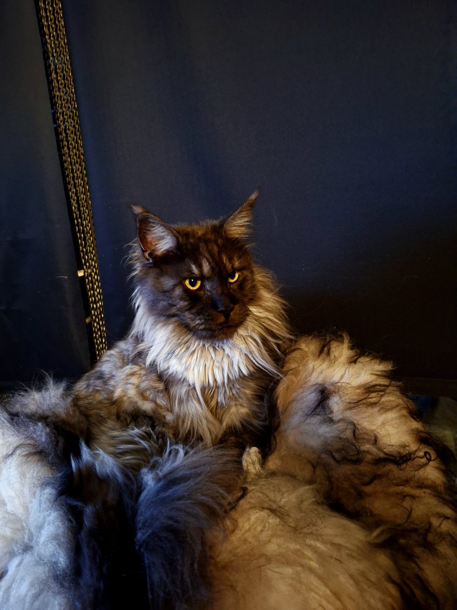 Ik heb een nieuwe bijnaam: Lucifer. Niet omdat ik licht ontvlambaar ben hoor. Ik ben gewoon een grote boef en plaaggeest. Kind van de duivel noemen mijn mensen me.