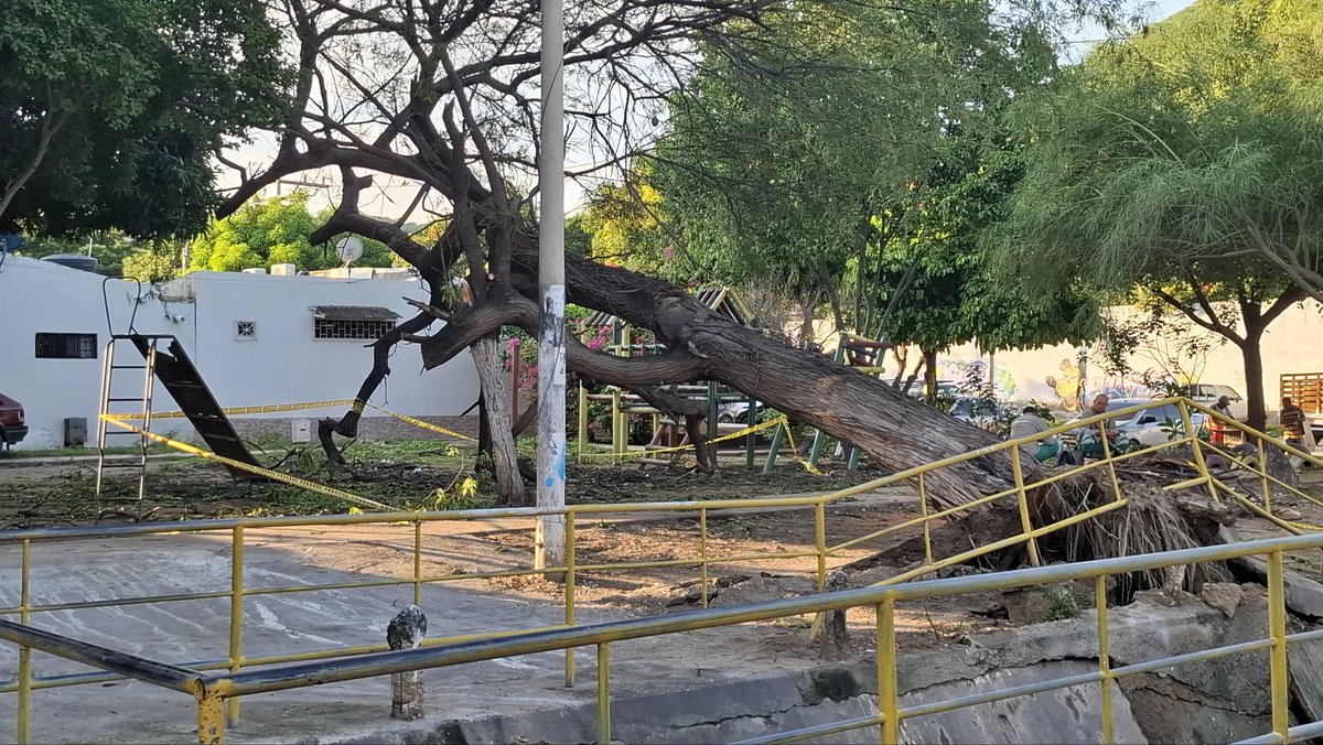 WesBuelvas's tweet photo. @SantaMartaDTCH @MagdalenaGober será que ahora los niños y adultos mayores podrán disfrutar de un parque digno en el sector del Pando ya que todos los parque comunitarios de la ciudad han sido transformados menos este ahora que este árbol se cayó será que podrían mejorarlo. https://t.co/xmazNJJkla