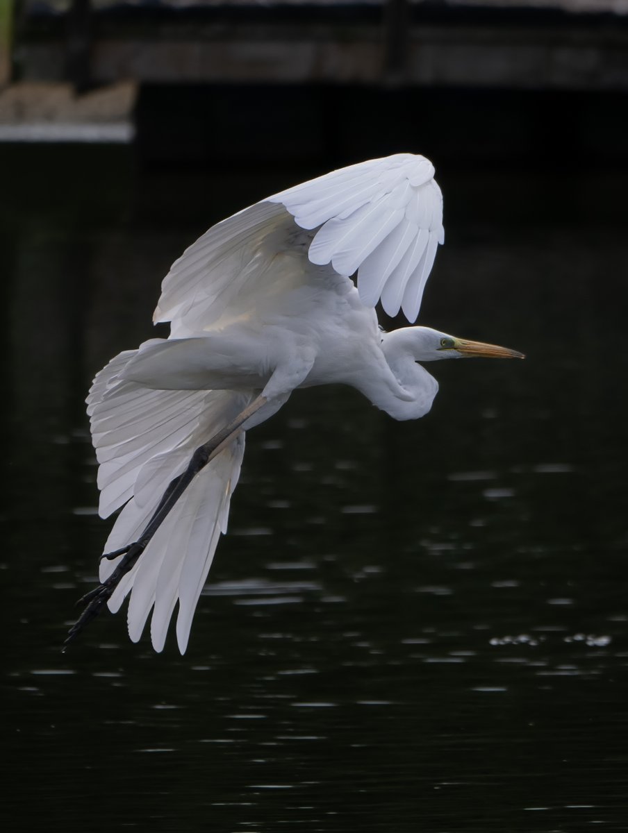 Great white egret