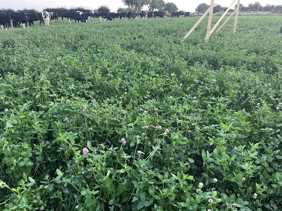 Local Teagasc advisor John Brophy discussing winter finishing diets with the Byrnes. However Peter stresses he gets most of his weight gains from getting the cattle out in early February and getting as many days as possible at grass