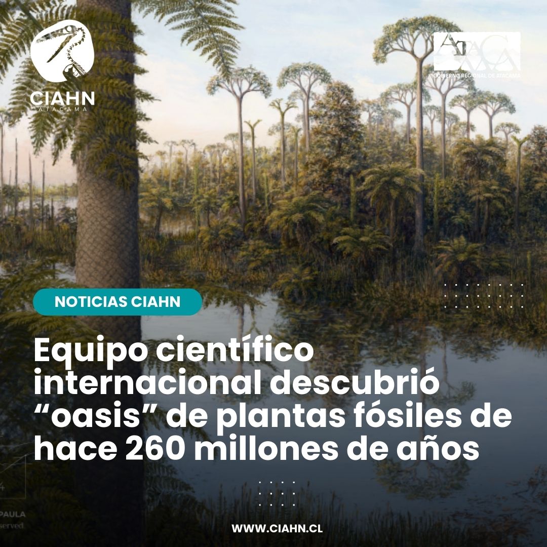 CiahnAtacama's tweet photo. 📰 [Noticias] 🌎 Cambiando lo que hasta hoy conocíamos sobre América del Sur hacia finales del Pérmico, un equipo científico internacional descubrió un verdadero "oasis" de plantas y árboles fósiles 🌿🌳de hace 260 millones de años⏳️ 
🌐Lee la nota en https://t.co/kGbytFvDOb https://t.co/FH1RDsNLCW
