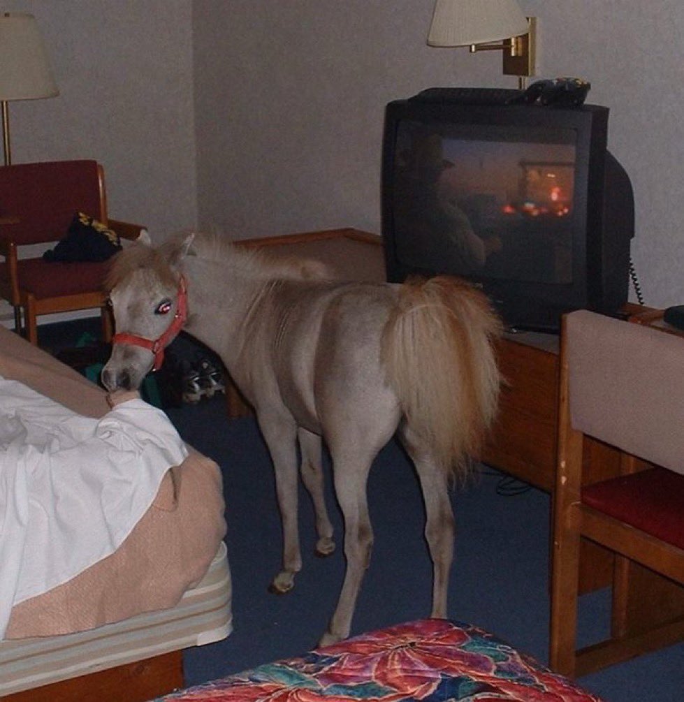 ethel cain with besties tonight