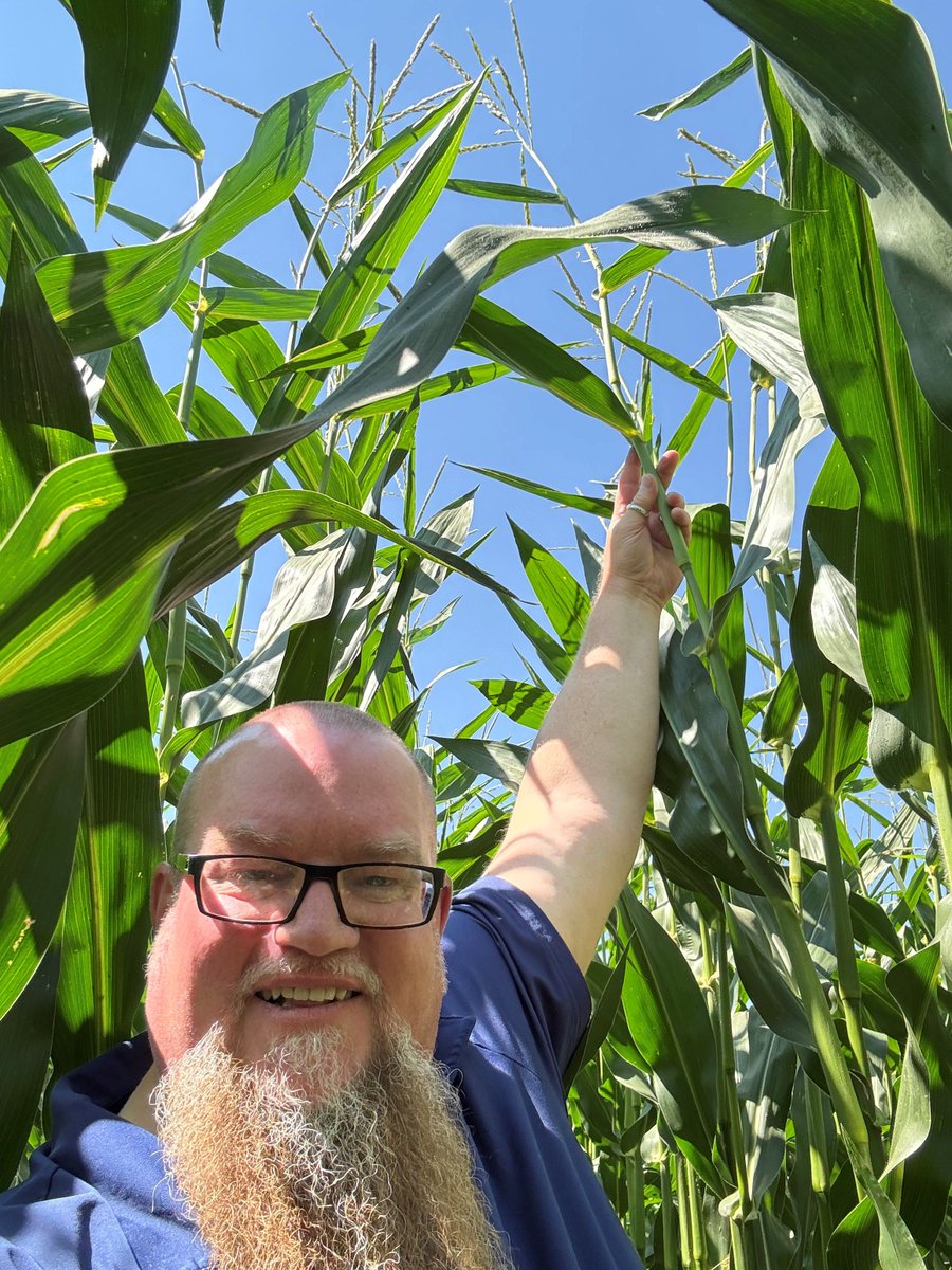 DLF 2321VT2P RIB corn is standing tall in Southern Alberta. 🌽

With tall, healthy plants and excellent staygreen, this hybrid offers strong emergence, stress tolerance, and silage potential.

#DLFSeeds #TallCorn #CornPerformance #AgPerformance #AlbertaAg
