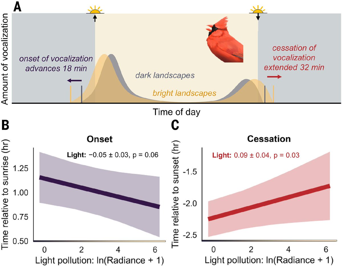 ScienceMagazine's tweet photo. Light pollution is causing birds around the world to sing for longer each day, prolonging their vocalizations on average by 50 minutes, according to a new study in Science. 

Learn more: https://t.co/DneC4mTJf2 https://t.co/0R2H09dSV8