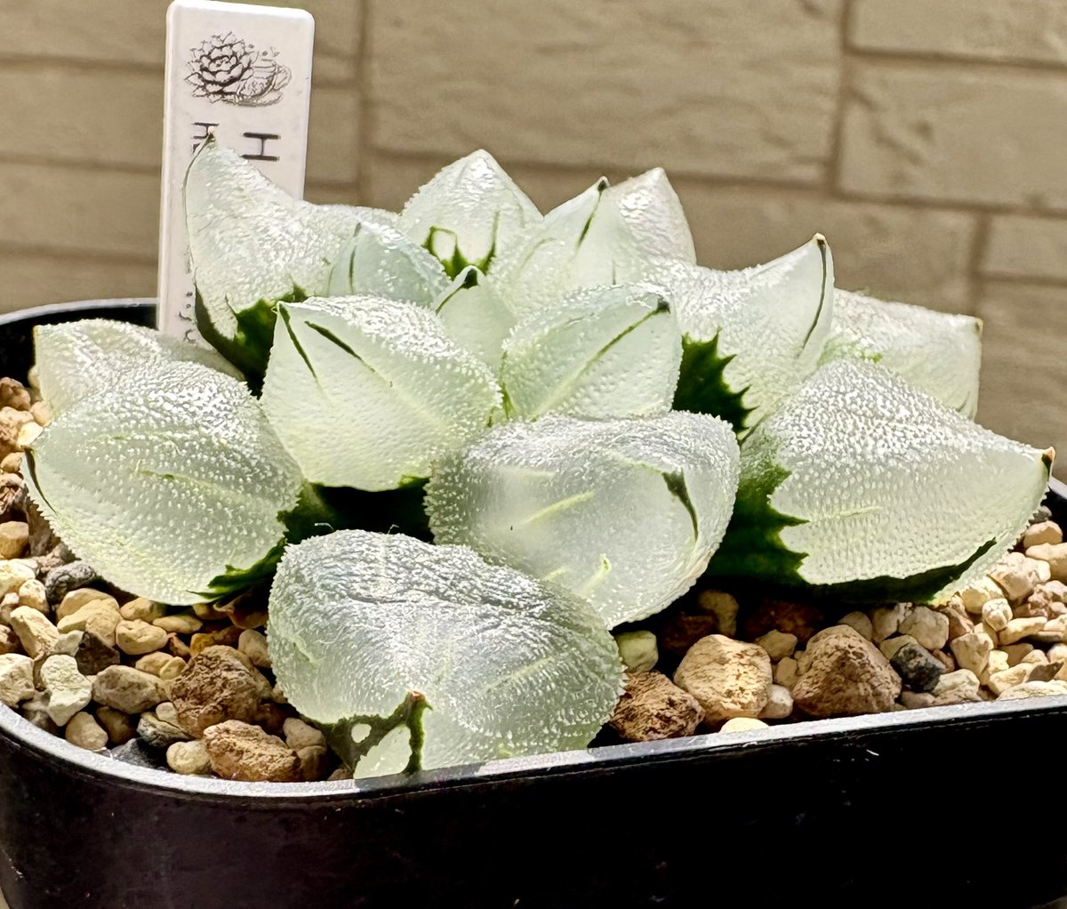 ハオルチア 氷玉鸞 土にランクアップしてから5ヶ月。 成長に拍車が