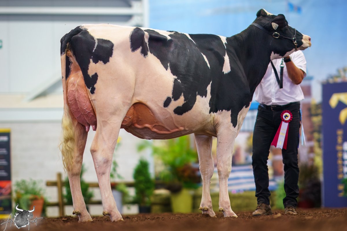 BELFAST ALLIGATOR BEAT IT
1st place Milking Senior Yearling
Le Supreme Laitier Holstein Show 2025
BELFAST HOLSTEIN ENR, SAINT-PATRICE-DE-BEAURIVAGE, QC

See complete coverage at bit.ly/460tq9p