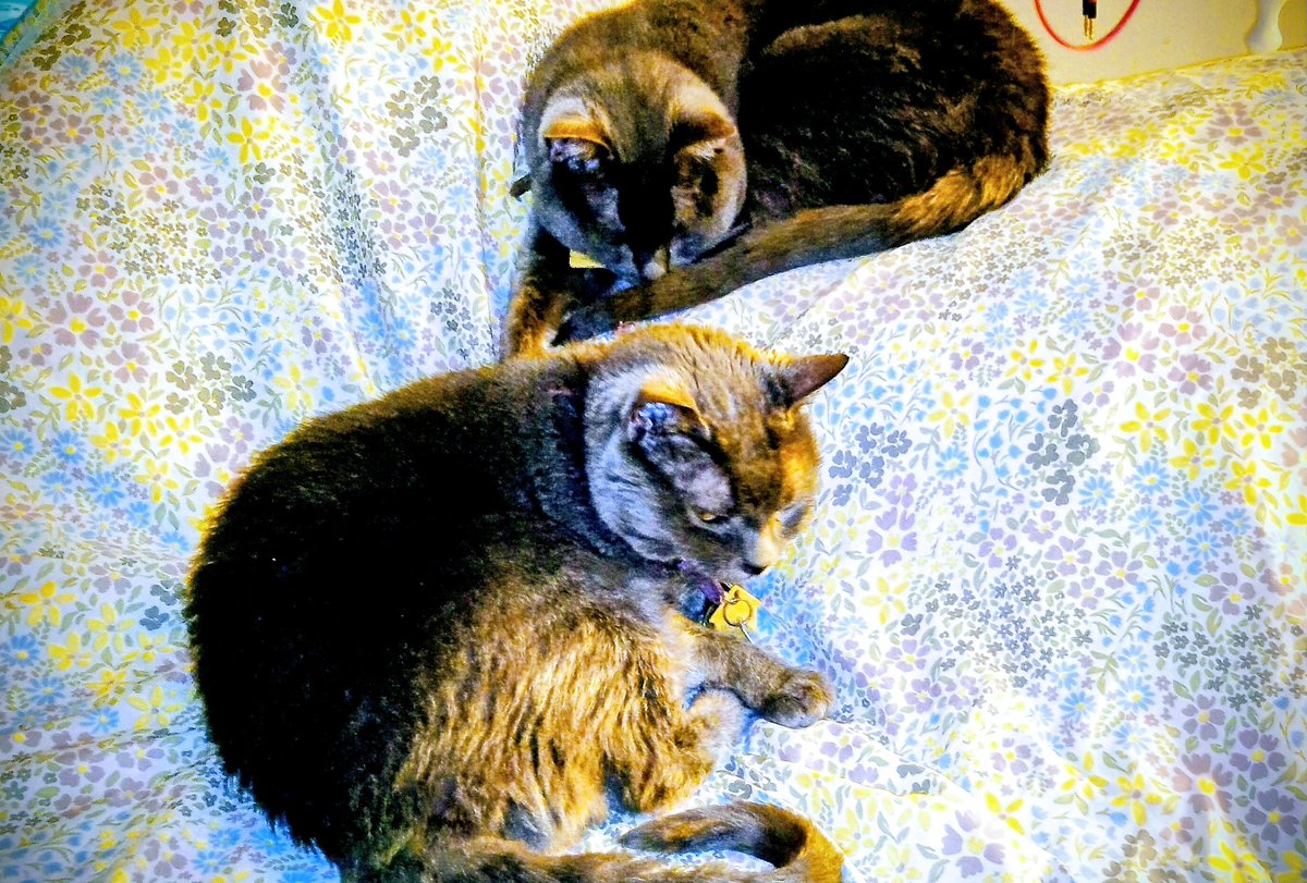 Janie Unknown Writes tweet media