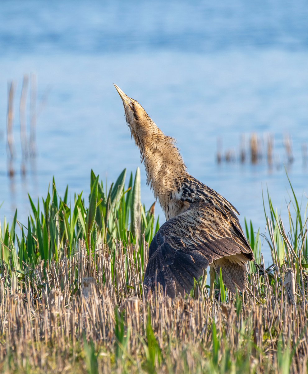 One of my amazing experiences with Bitterns over the years was when a female flew in front of Isleland mere hide in 2018. She postures like a Pterodactyl, then her neck feathers spiraled out and she moved about as if she was walking on her wings. Soon after a male joined her😊