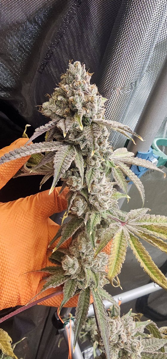 Mangonada Rosa
Expect strong gas, lemon and a tropical twist to go with a strong high
🌱📸 HighFiveTwoZero (Discord)