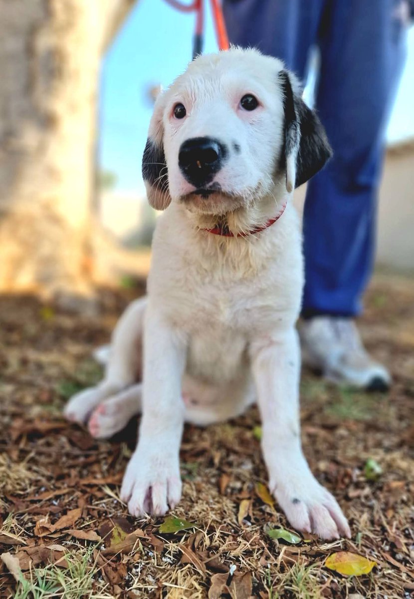 Carini (Pa)MARYLIN
Ha solo 2 mesi e pesa già 10 kg questa meravigliosa cucciola !
Futura tg grande...
Orecchie nere e un piccolo pois sul muso che ci ricorda qualcuno..❤️
Forza piccola cerchiamo di mandarti a casa!!
Per info e adozione scrivete al  3290948297
🙏🐾🐾