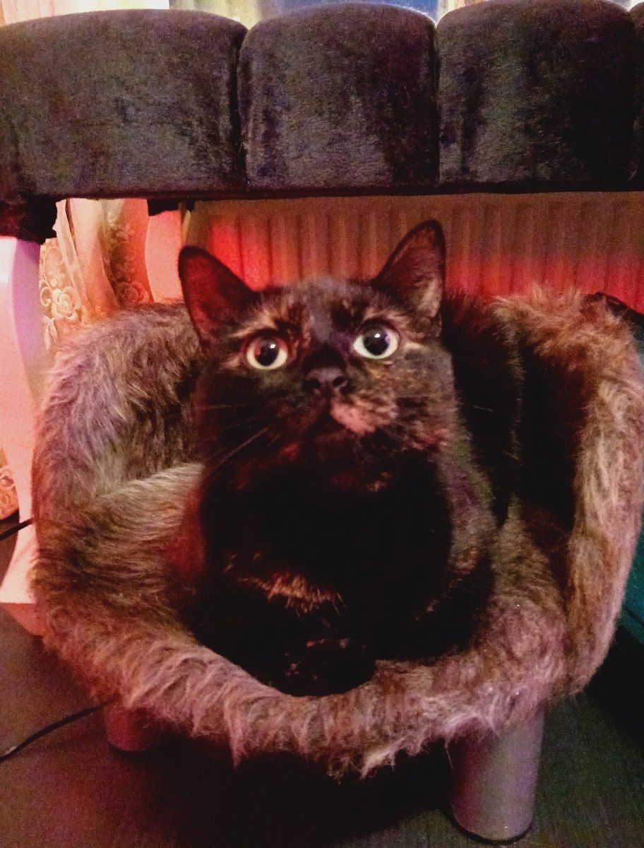 Shira -de kleine Jaguar- 😺 houdt de boel goed in de gaten op haar troon👑