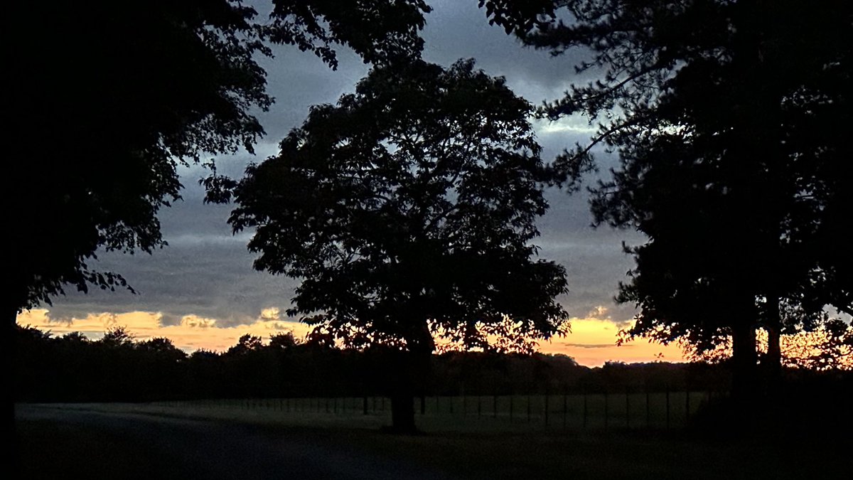 Through the woods to the tree. Goodnight dear friends from our corner of Norfolk.